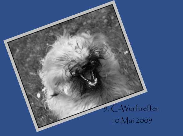 briardwandern 9.c - wurftreffen von broba d'or briard schweiz